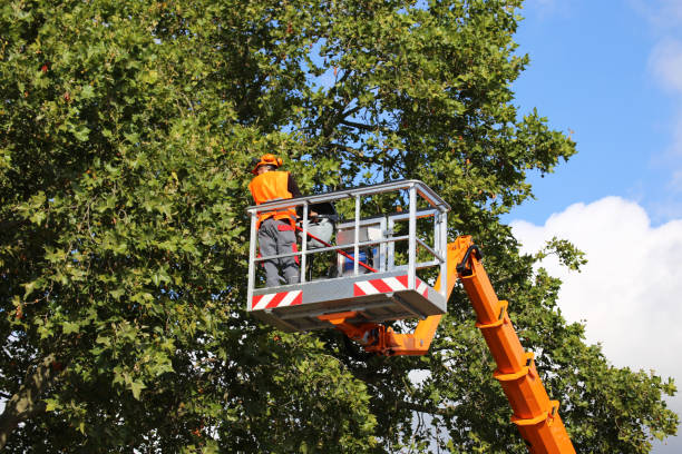 Best Tree Mulching  in Skyline View, PA