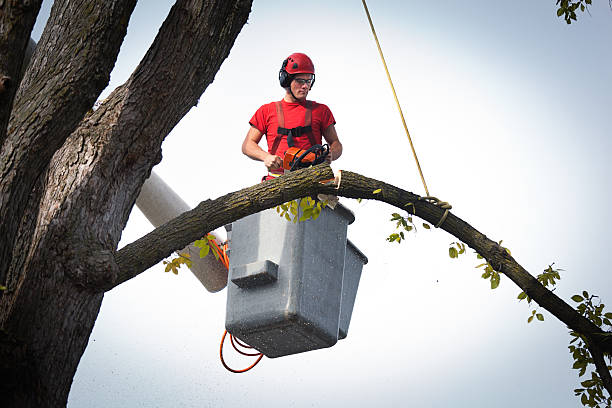 Best Root Management and Removal  in Skyline View, PA