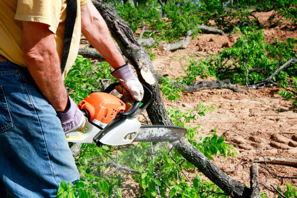 Reliable Skyline View, PA Tree Care Services Solutions